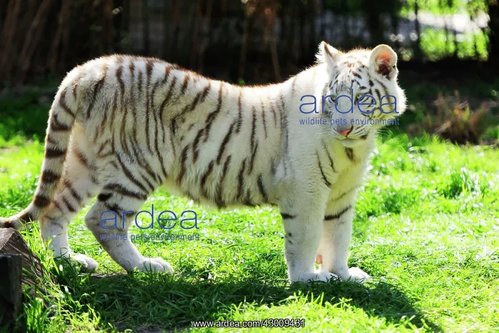  : White Tiger