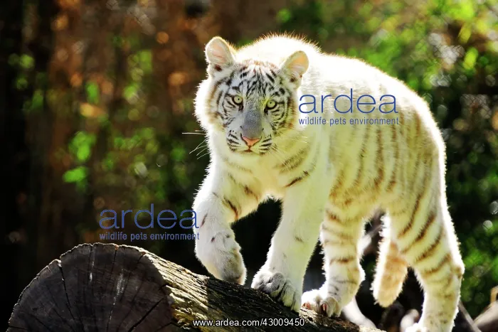 : White Tiger : White Tiger