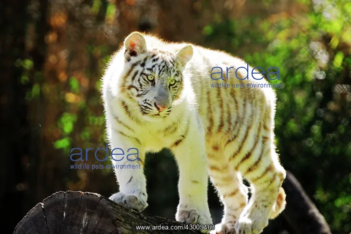: White Tiger : White Tiger
