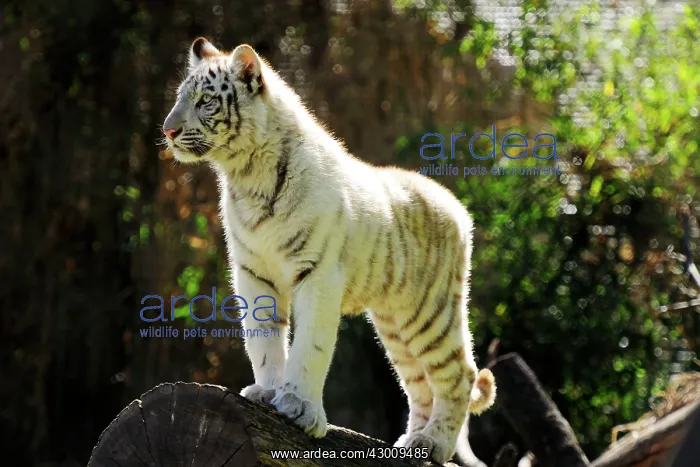 : White Tiger : White Tiger