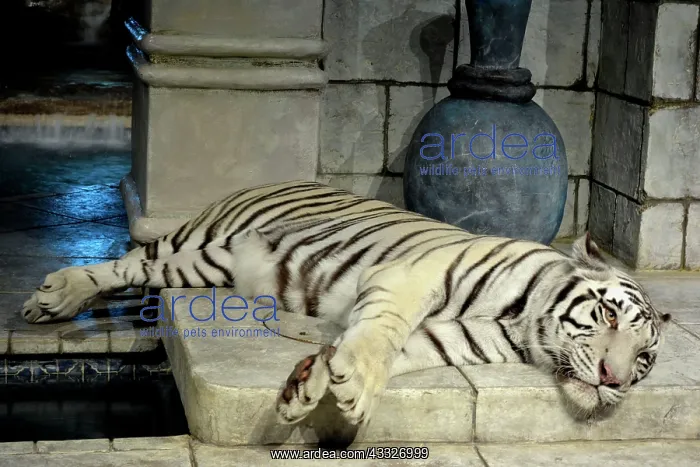 : White Tiger - lying down in zoo : White Tiger - lying down in zoo