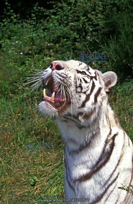 : White Tiger (panthera tigris), Adult with Open Mouth : White Tiger (panthera tigris), Adult with Open Mouth