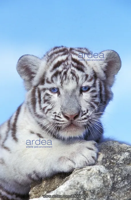 : White Tiger (panthera tigris), Cub : White Tiger (panthera tigris), Cub