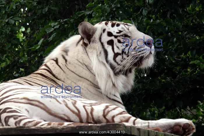 : White Tiger uncommon genetic variety : White Tiger uncommon genetic variety