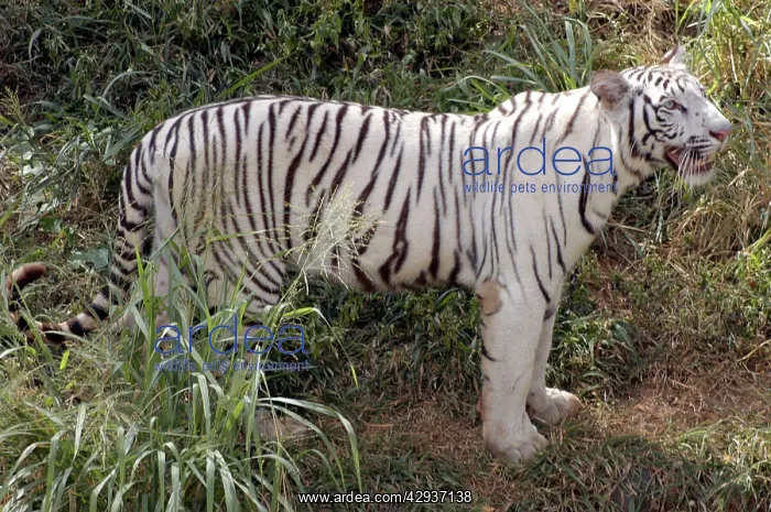 : White Tiger - variety kept as rare speciality by : White Tiger - variety kept as rare speciality by