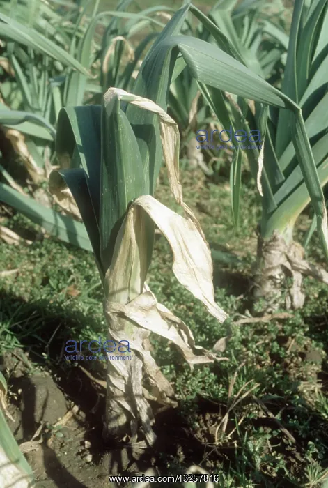  : White tip on Leek
