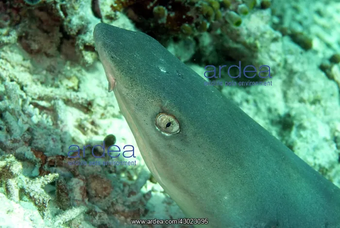  : White-tip Reef Shark