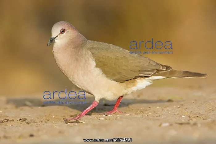 : White-tipped dove : White-tipped dove