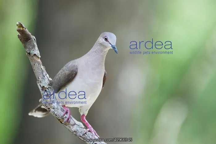 : White-tipped Dove : White-tipped Dove
