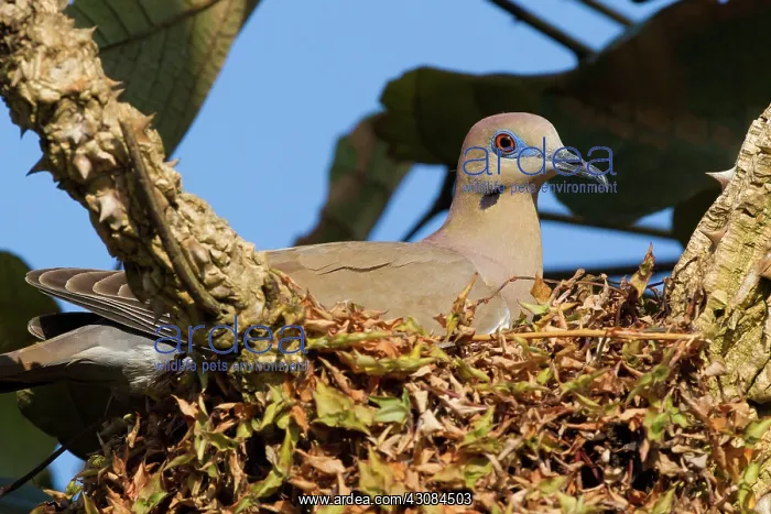: White-tipped Dove : White-tipped Dove