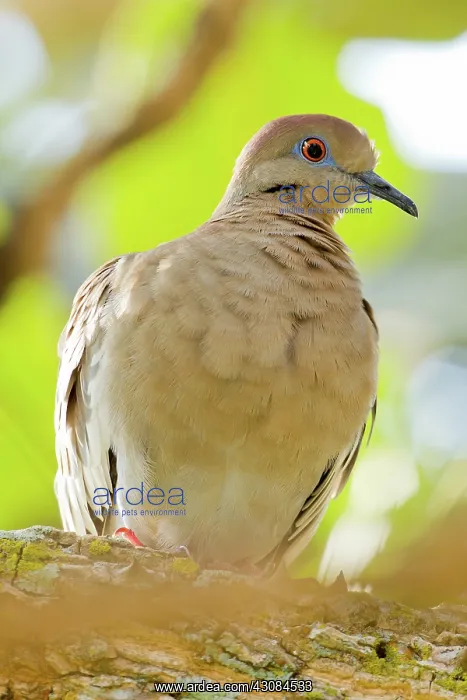 : White-tipped Dove : White-tipped Dove