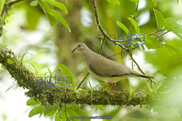 : White-tipped Dove Arenal Volcano Costa Rica : White-tipped Dove Arenal Volcano Costa Rica
