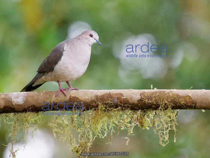 : White Tipped Dove Leptotila verreauxi Ecuador BI : White Tipped Dove Leptotila verreauxi Ecuador BI