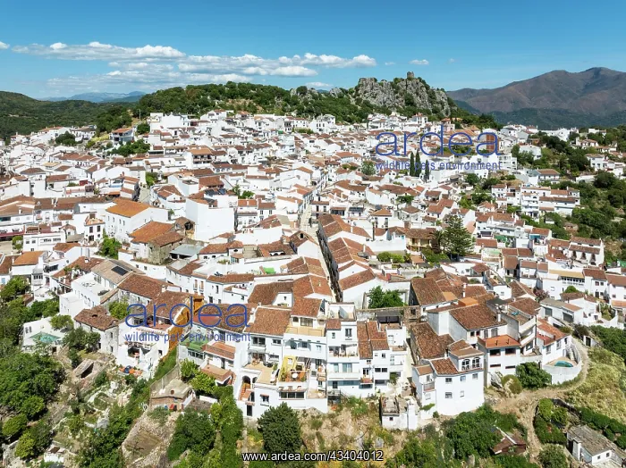: The White Town of Gauc on below a Moorish fort : The White Town of Gauc on below a Moorish fort
