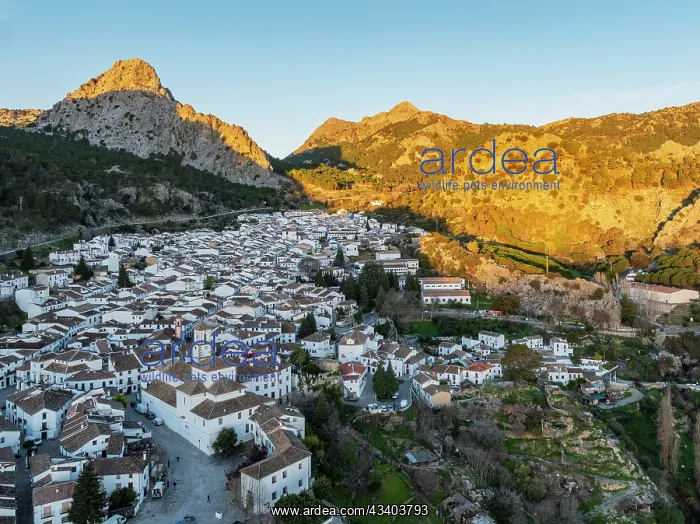 : The White Town of Grazalema in the Sierra de Grazalema : The White Town of Grazalema in the Sierra de Grazalema