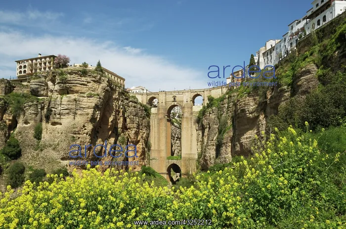 : The White Town of Ronda high above the river gorge El Ta : The White Town of Ronda high above the river gorge El Ta