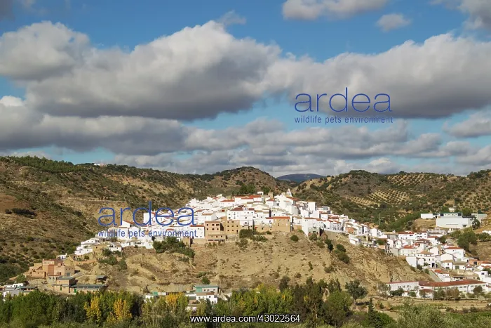 : The White Town of Torre Alhaquime : The White Town of Torre Alhaquime