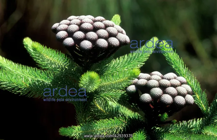 : White-trailing Pincushion - February : White-trailing Pincushion - February
