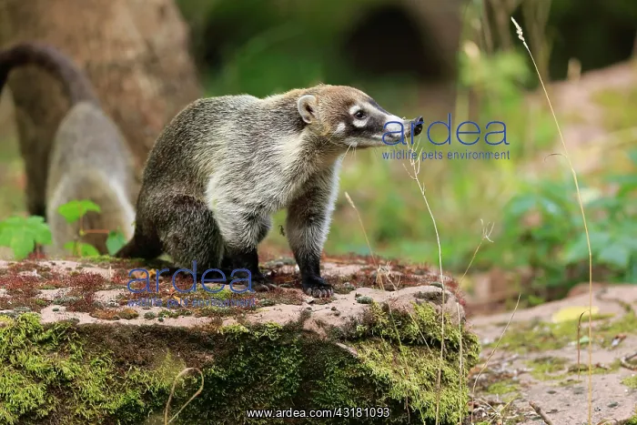 : White-trunked coati (Nasua narica), white-trunked : White-trunked coati (Nasua narica), white-trunked