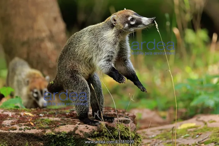 : White-trunked coati (Nasua narica), white-trunked : White-trunked coati (Nasua narica), white-trunked