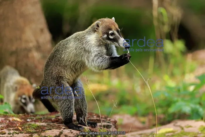 : White-trunked coati (Nasua narica), white-trunked : White-trunked coati (Nasua narica), white-trunked