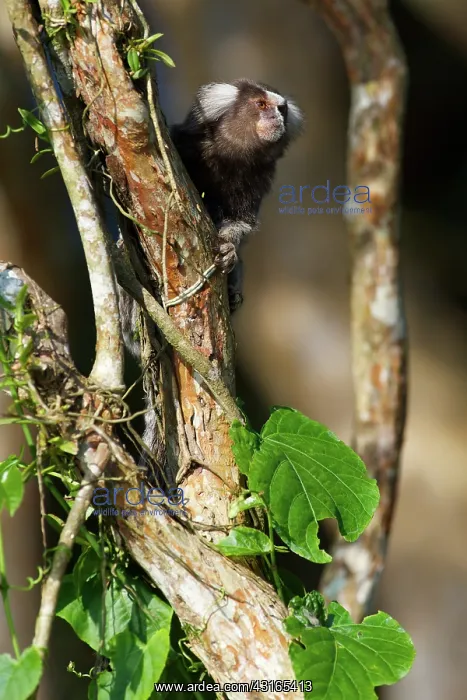 : White-tufted-ear Marmoset : White-tufted-ear Marmoset