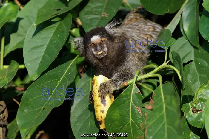 : White-tufted-ear Marmoset : White-tufted-ear Marmoset