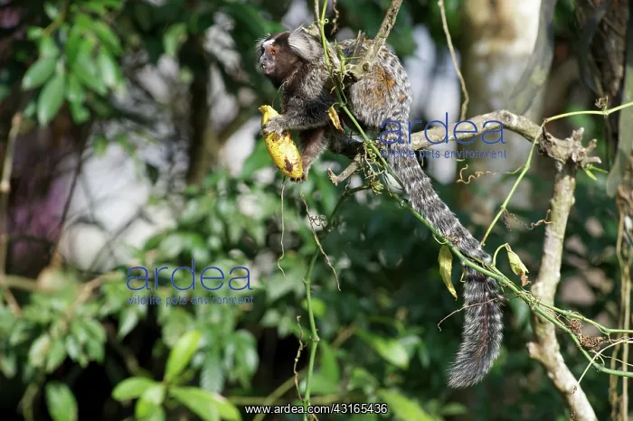 : White-tufted-ear Marmoset : White-tufted-ear Marmoset
