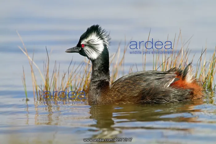 : White-tufted Grebe / Black grebe : White-tufted Grebe / Black grebe