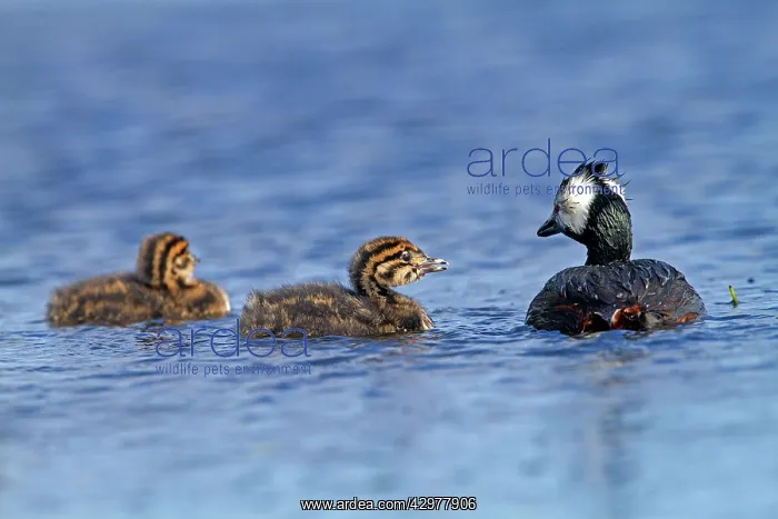 : White-tufted Grebe / Black grebe - with juvenile : White-tufted Grebe / Black grebe - with juvenile
