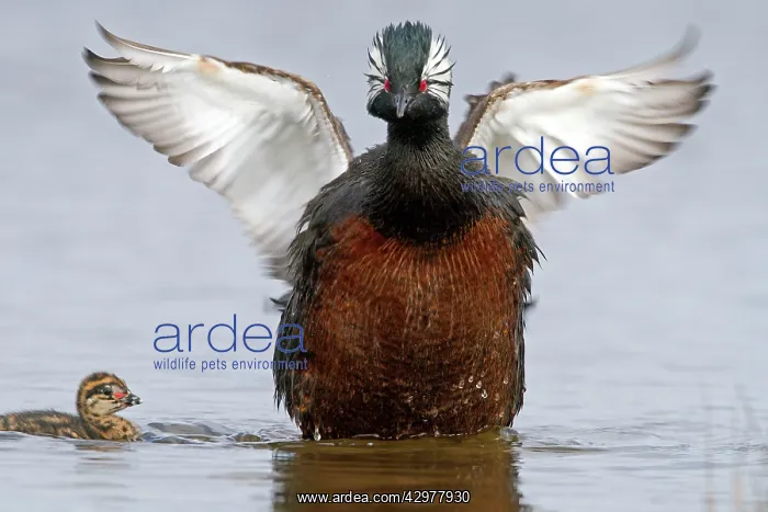 : White-tufted Grebe / Black grebe - with young : White-tufted Grebe / Black grebe - with young