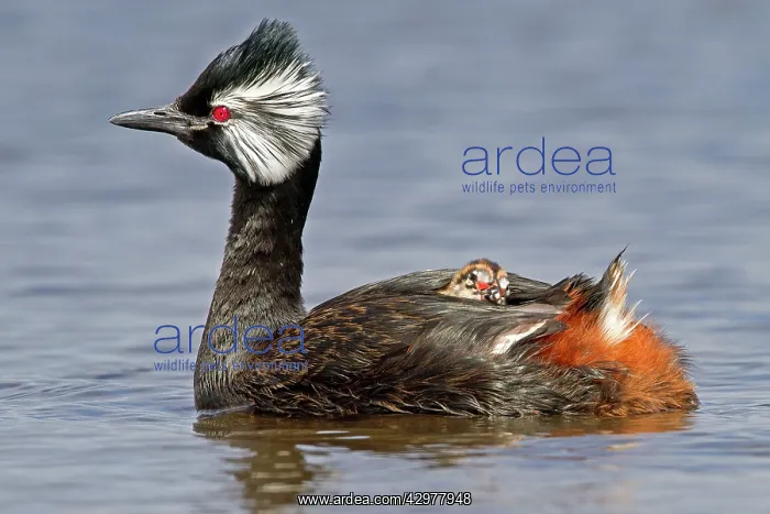 : White-tufted Grebe / Black grebe - with young hitching : White-tufted Grebe / Black grebe - with young hitching