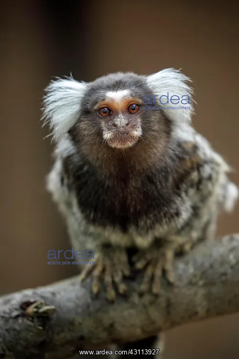 : White-tufted marmoset (Callithrix jacchus), adult : White-tufted marmoset (Callithrix jacchus), adult