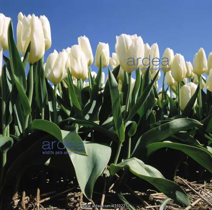 : White tulips : White tulips
