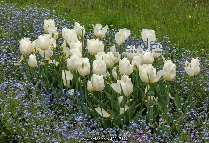: White tulips among forget-me-nots, Myosotis in garden : White tulips among forget-me-nots, Myosotis in garden