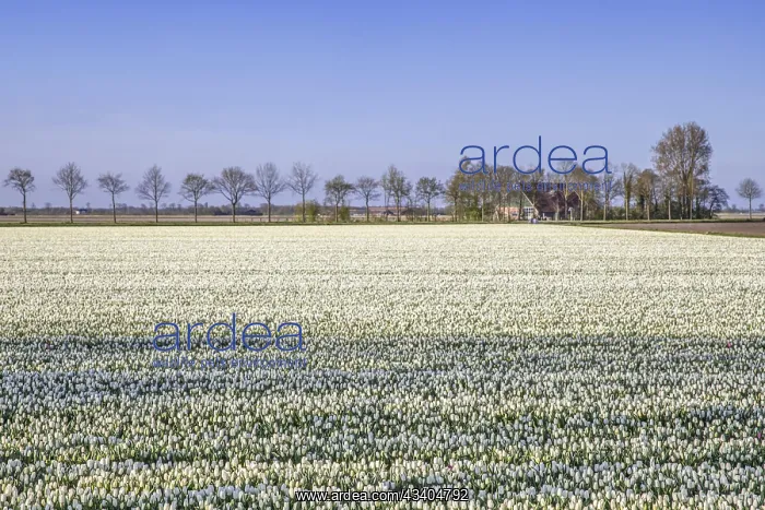: White tulips in tulip field in spring, Noordoostpolder : White tulips in tulip field in spring, Noordoostpolder