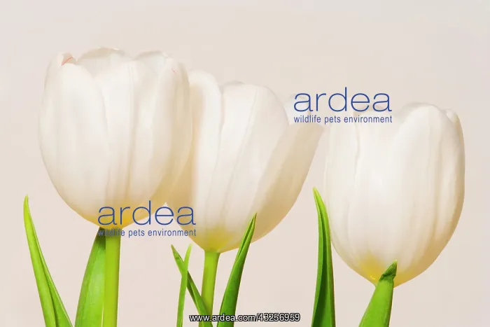 : White tulips against a white background : White tulips against a white background