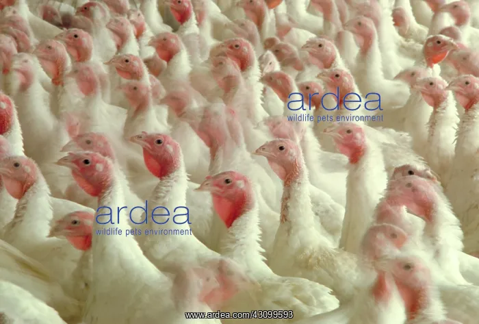 : White turkeys : White turkeys