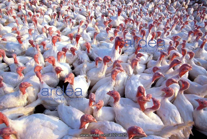  : White turkeys