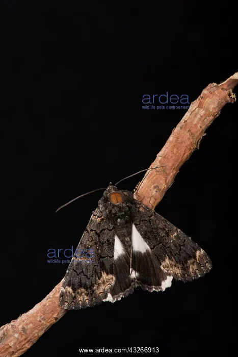 : White underwing or alchymist (Catephia alchymista) : White underwing or alchymist (Catephia alchymista)