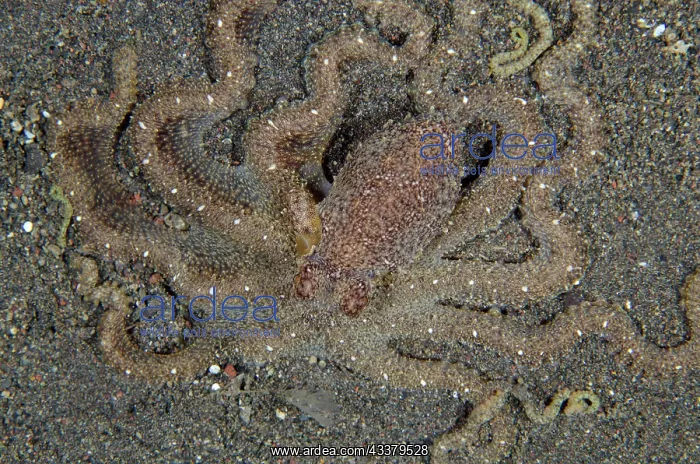 : White-V Octopus : White-V Octopus