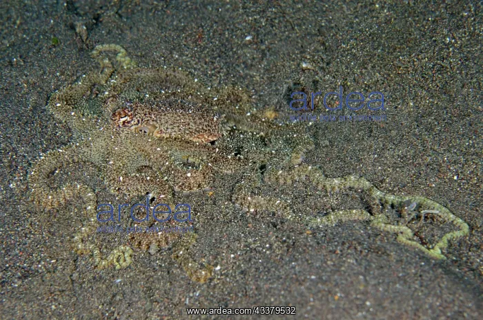: White-V Octopus : White-V Octopus