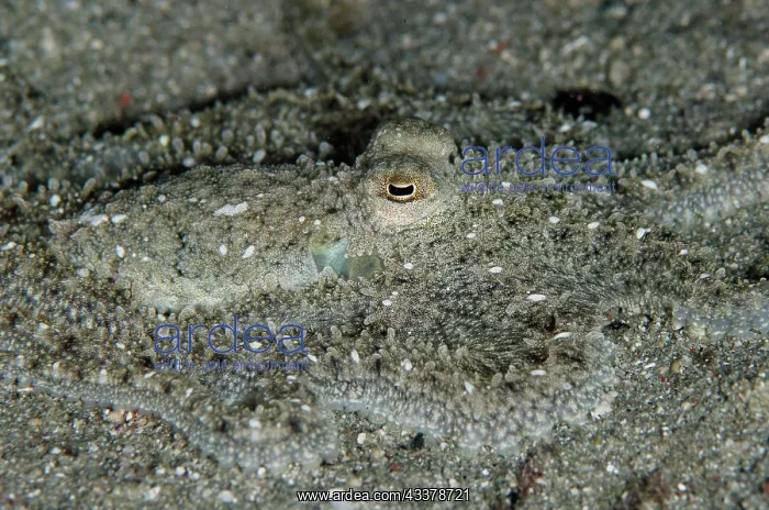: White-V Octopus camouflaged : White-V Octopus camouflaged