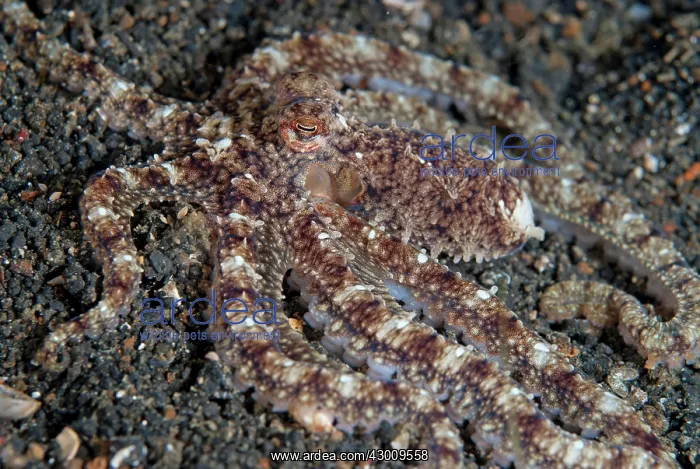 : White-V Octopus camouflaged on black sand TK1 dive : White-V Octopus camouflaged on black sand TK1 dive