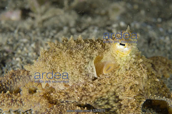 : White-V Octopus - camouflaged in sand, Night dive : White-V Octopus - camouflaged in sand, Night dive