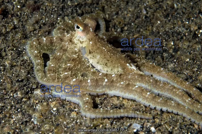 : White V Octopus with distinctive white spots : White V Octopus with distinctive white spots