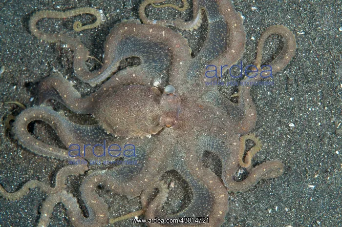  : White-V Octopus hunting on black sand