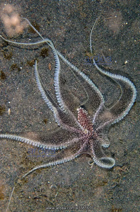 : White-V Octopus - hunting - Melasti dive site, Amed : White-V Octopus - hunting - Melasti dive site, Amed