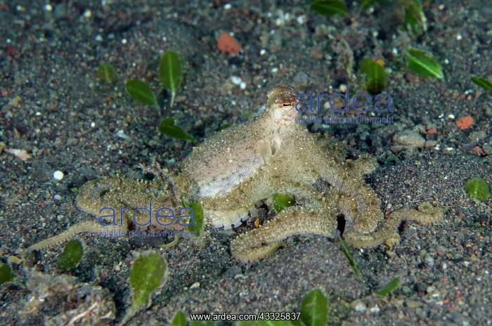 : White-V Octopus - Melasti dive site, Amed, Karangasem : White-V Octopus - Melasti dive site, Amed, Karangasem