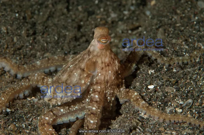 : White-V Octopus - night dive - Lembeh Island Resort : White-V Octopus - night dive - Lembeh Island Resort